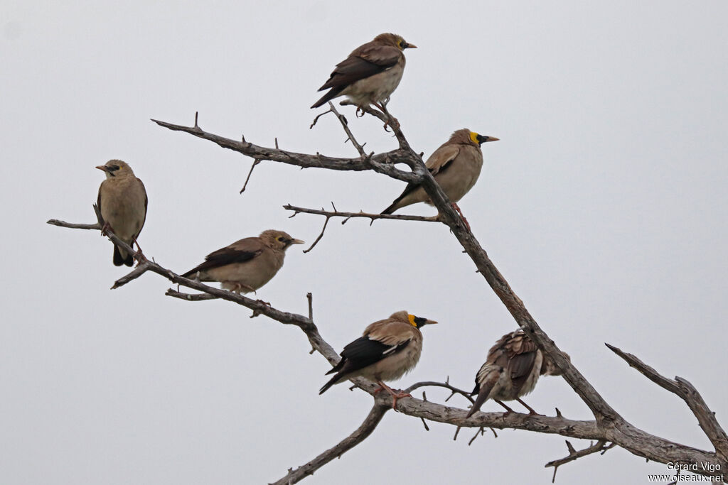 Étourneau caronculéadulte