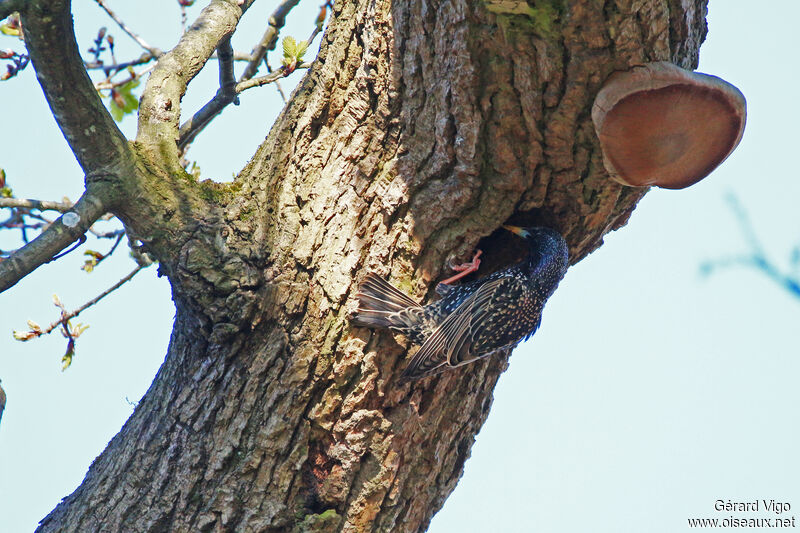 Common Starlingadult, Reproduction-nesting