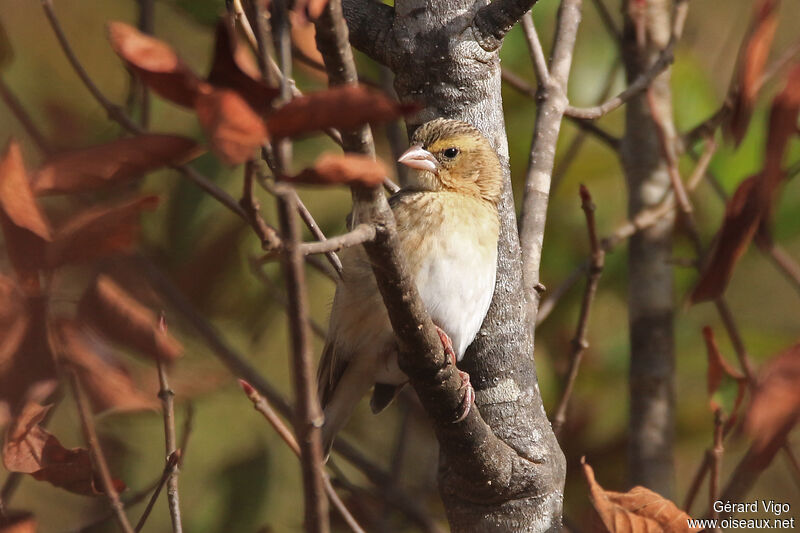 Northern Red Bishop