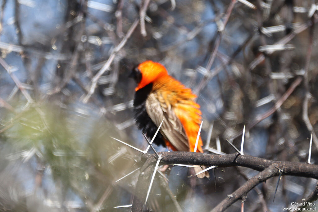Southern Red Bishop