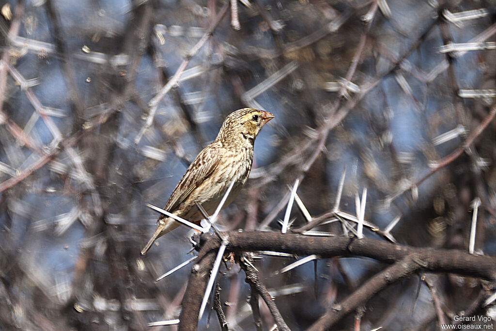 Southern Red Bishop
