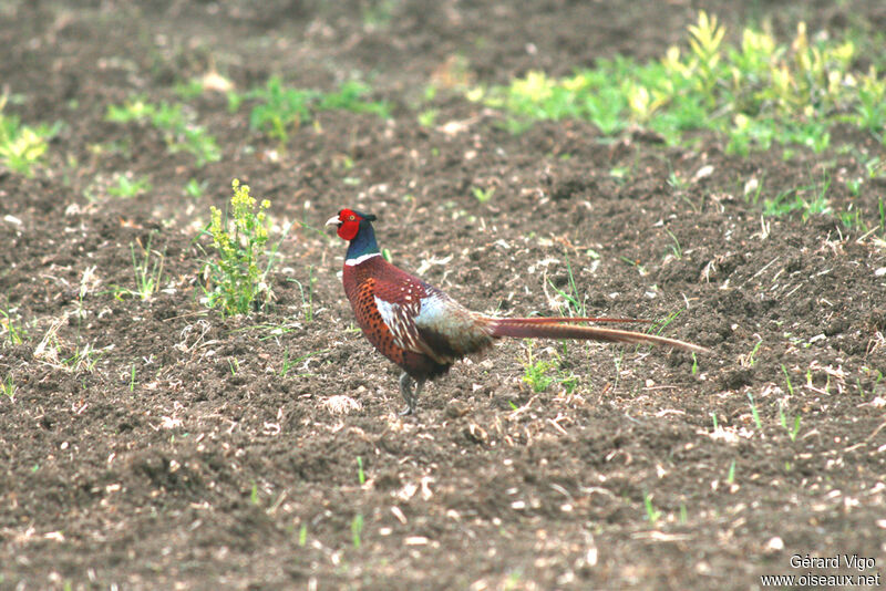 Common Pheasant male adult