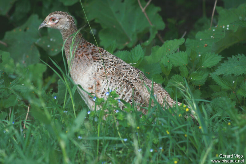 Common Pheasant female adult