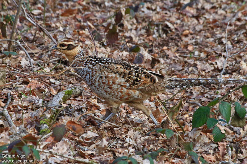 Faisan vénéré femelle adulte, habitat, camouflage, pigmentation