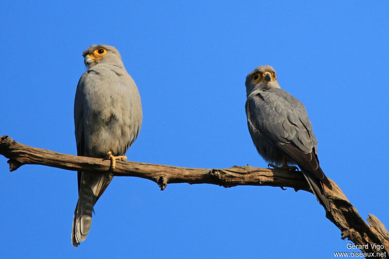 Grey Kestreladult