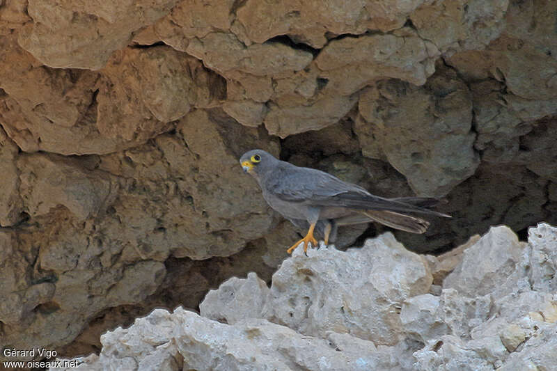 Sooty Falconadult, identification