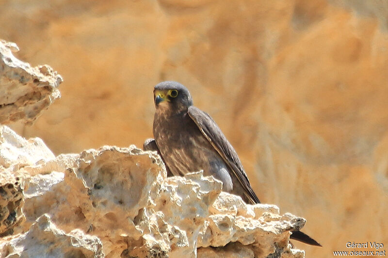 Sooty Falconimmature