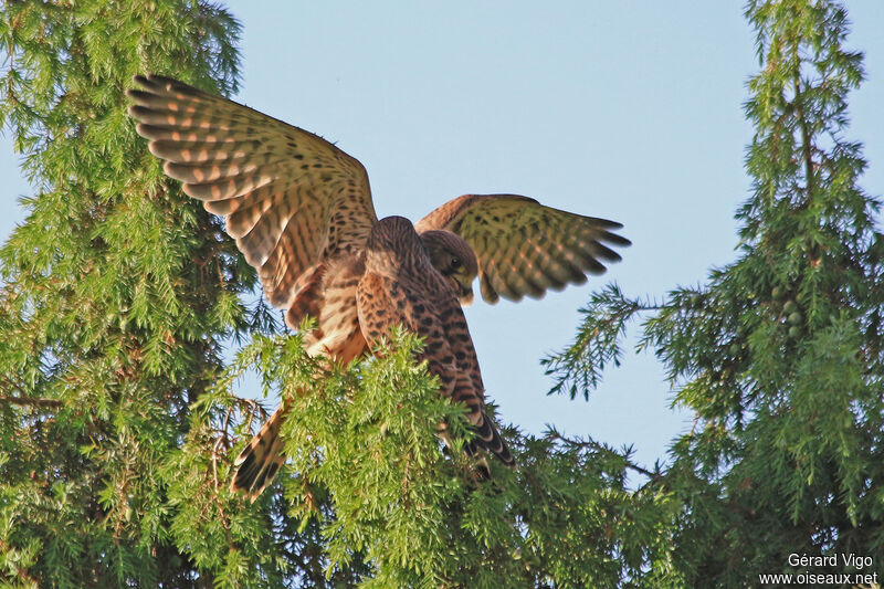 Faucon crécerelleimmature, mange