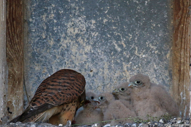 Common Kestrel