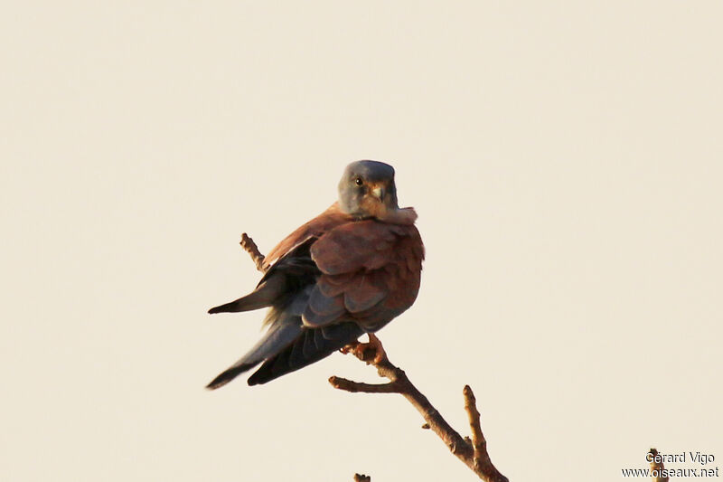 Lesser Kestrel male adult