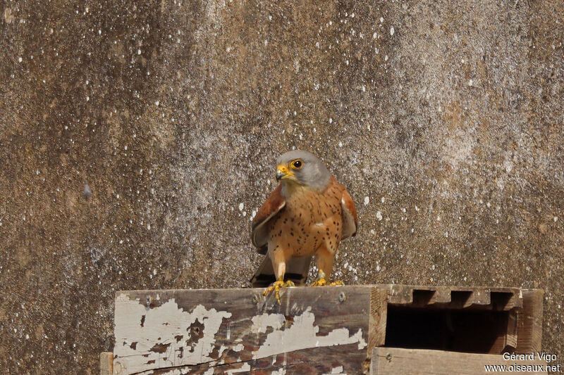 Lesser Kestrel male adult