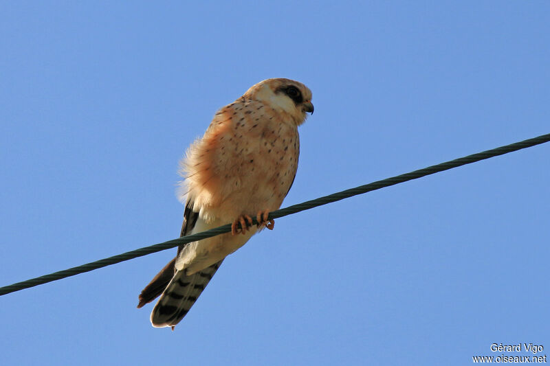 Red-footed Falcon female adult