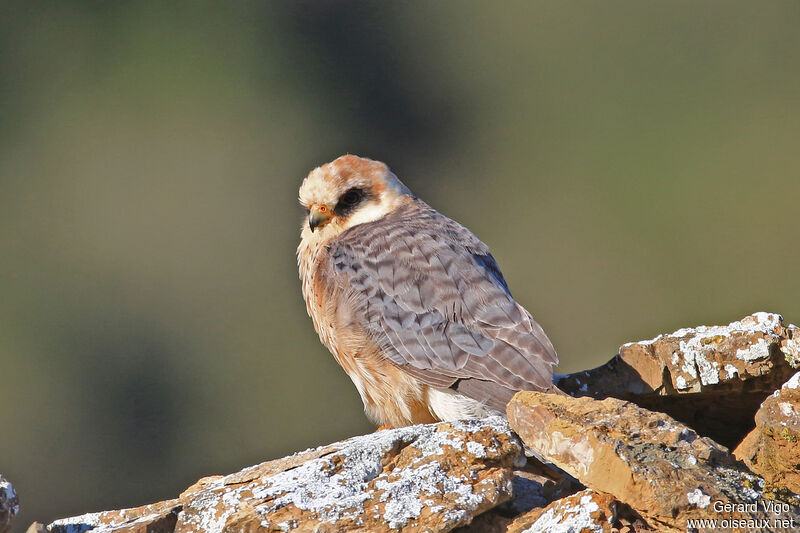 Red-footed Falcon female adult