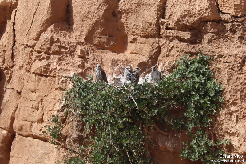 Faucon lanierPoussin