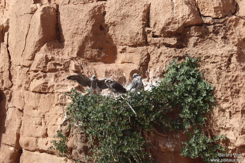 Lanner FalconPoussin