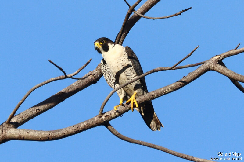 Peregrine Falconadult