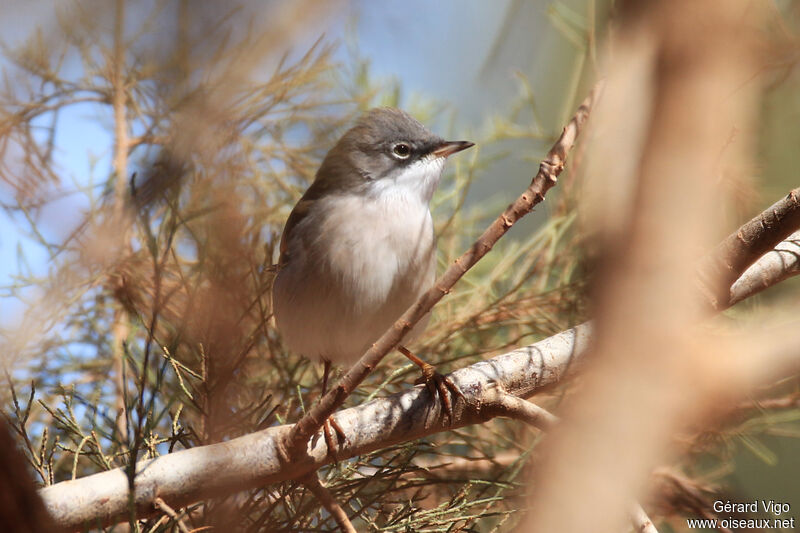 Spectacled Warbler male adult