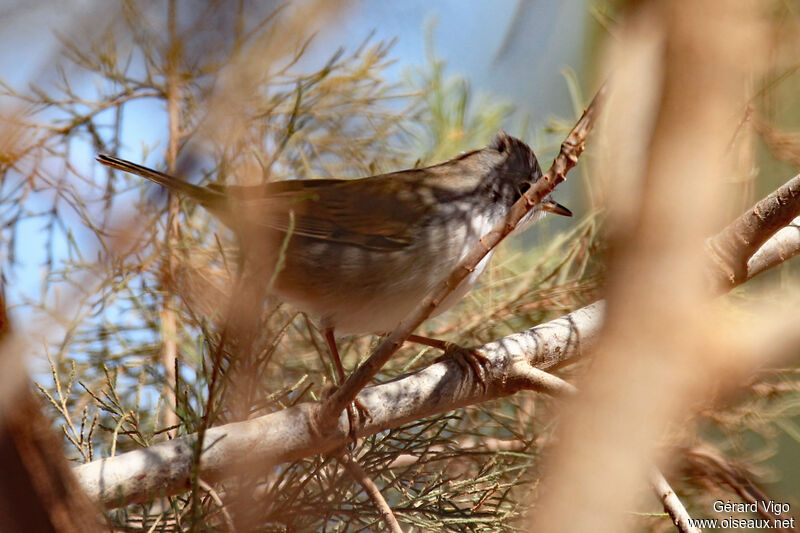 Spectacled Warbler male adult