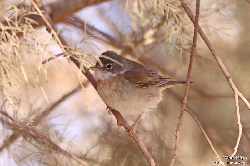 Spectacled Warbler male adult