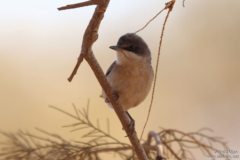 Fauvette babillardeadulte