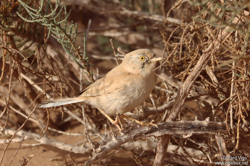 African Desert Warbleradult