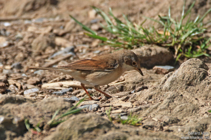 Common Whitethroat female adult