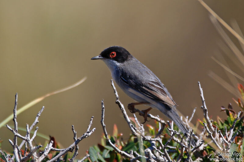 Sardinian Warbler male adult