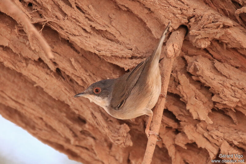 Sardinian Warbler female adult, identification