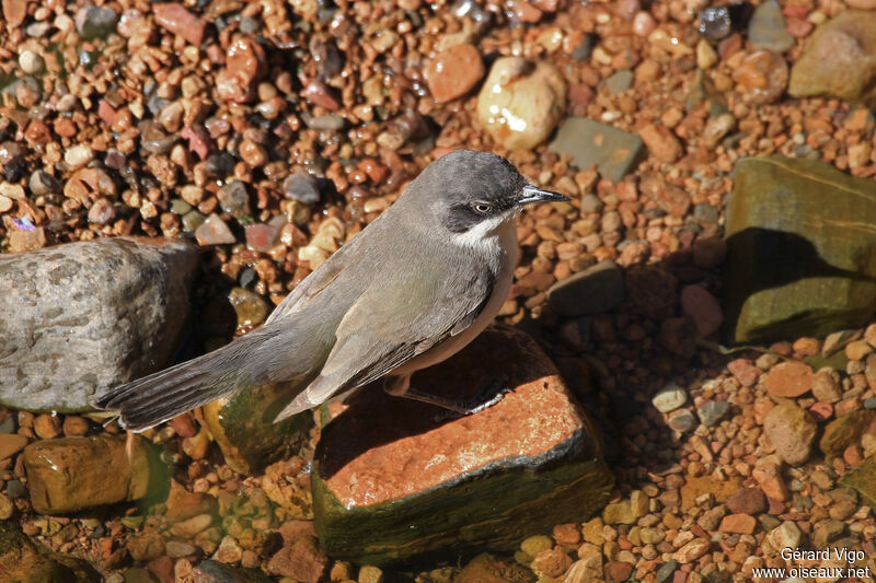 Western Orphean Warbler male adult, drinks