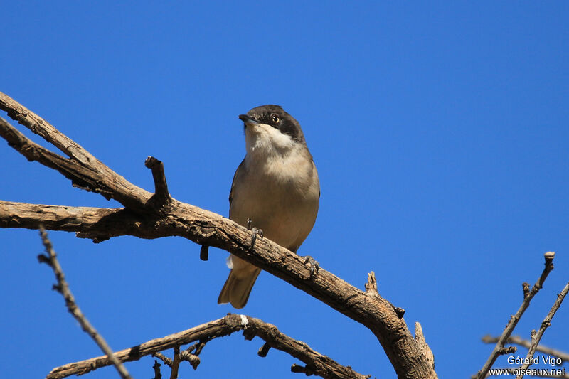 Western Orphean Warbler male adult