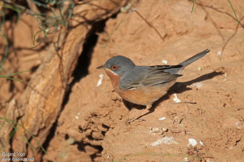 Fauvette passerinette mâle adulte nuptial, identification