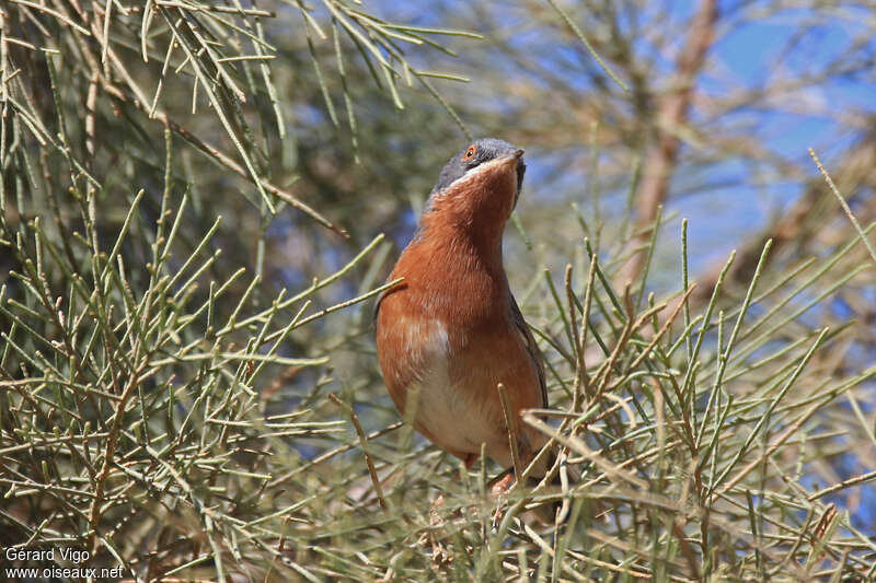 Western Subalpine Warbler male adult breeding, pigmentation