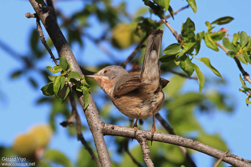 Western Subalpine Warbler male adult, identification, pigmentation