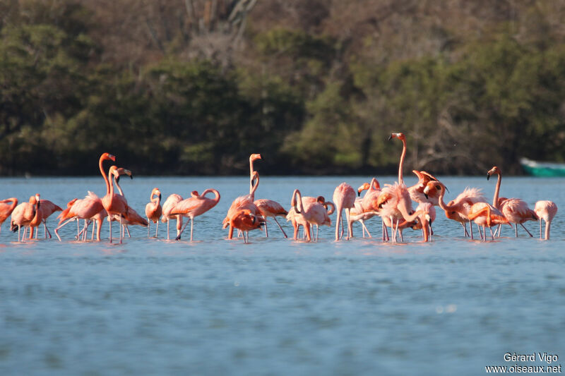 Flamant des Caraïbesadulte