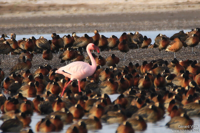 Lesser Flamingoadult