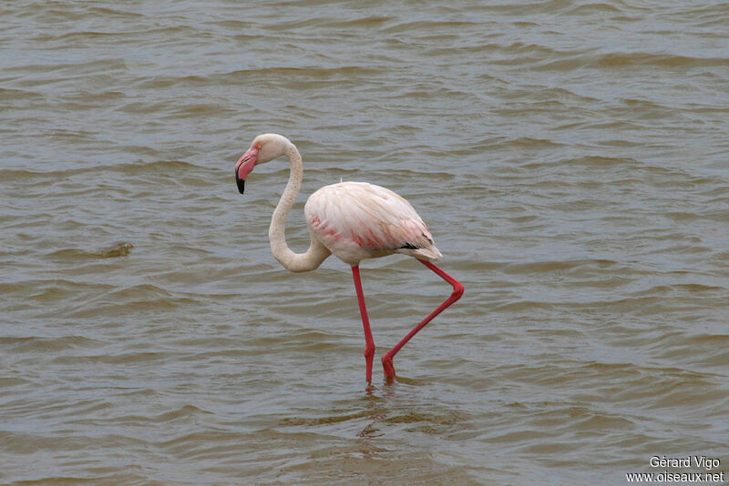 Flamant roseadulte