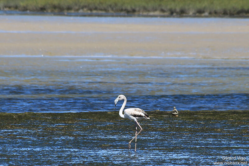 Greater Flamingojuvenile