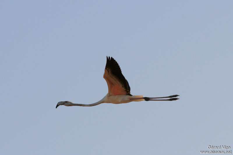 Flamant roseadulte, Vol