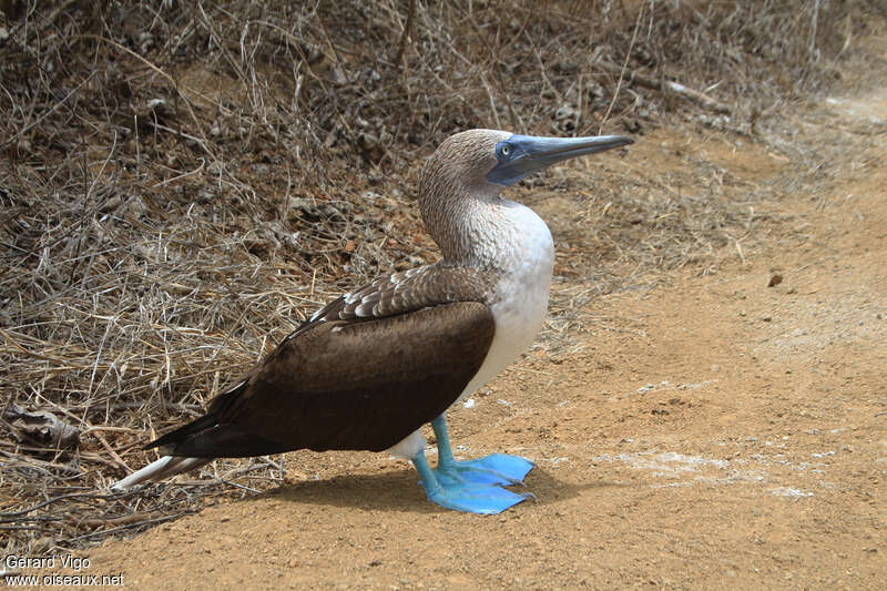 Fou à pieds bleusadulte nuptial, identification