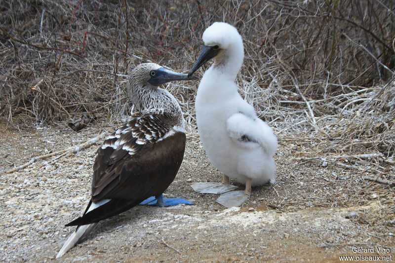 Blue-footed Booby, Reproduction-nesting