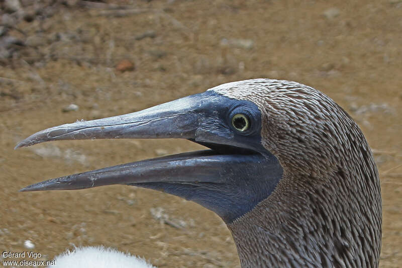 Fou à pieds bleusadulte, portrait