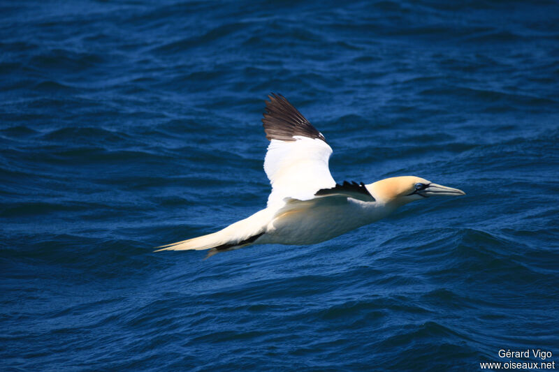 Northern Gannetadult, Flight