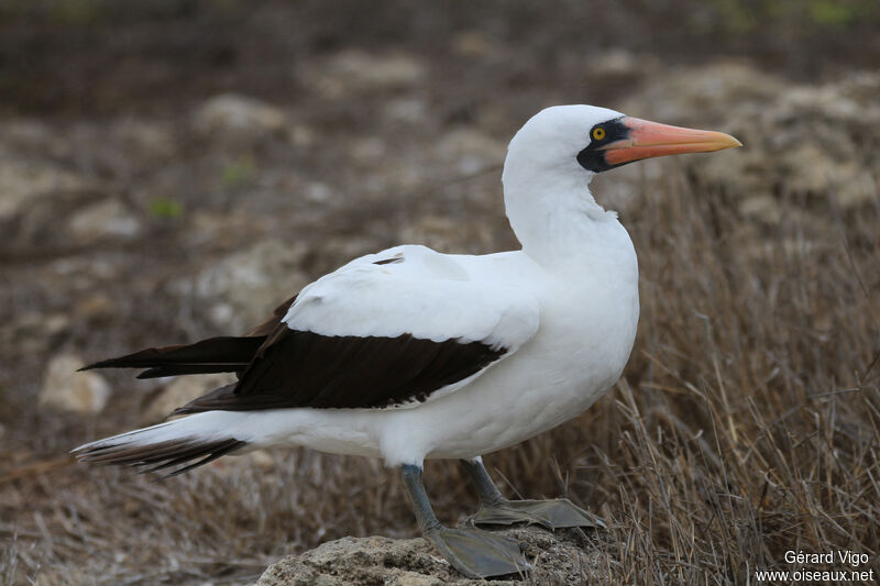 Nazca Boobyadult