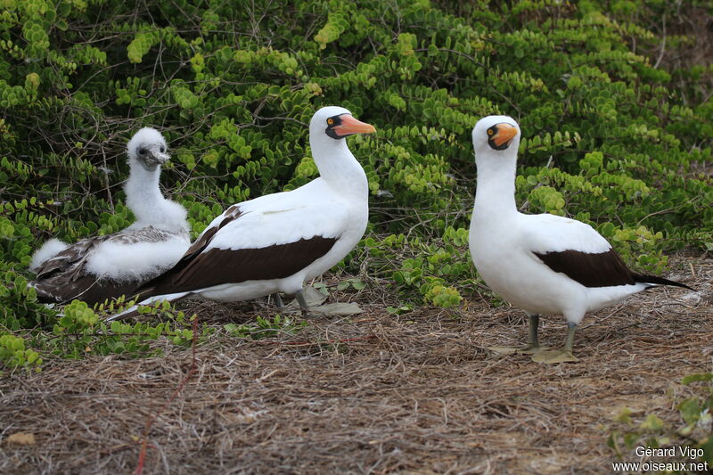 Nazca Booby