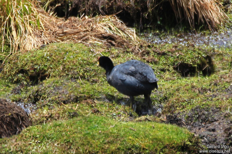 Andean Cootadult