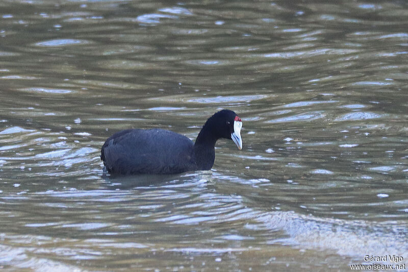 Foulque caronculéeadulte