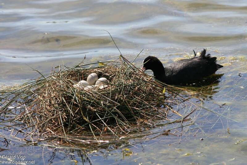 Eurasian Cootadult, Reproduction-nesting