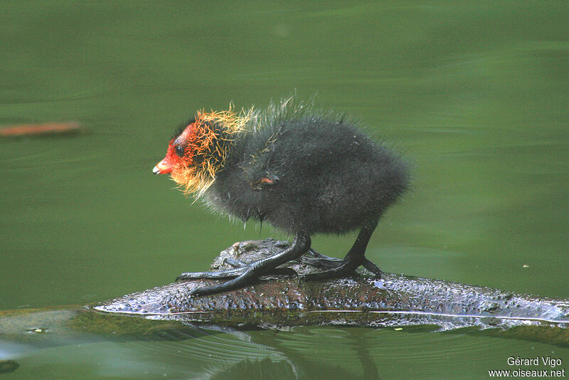 Eurasian Cootjuvenile