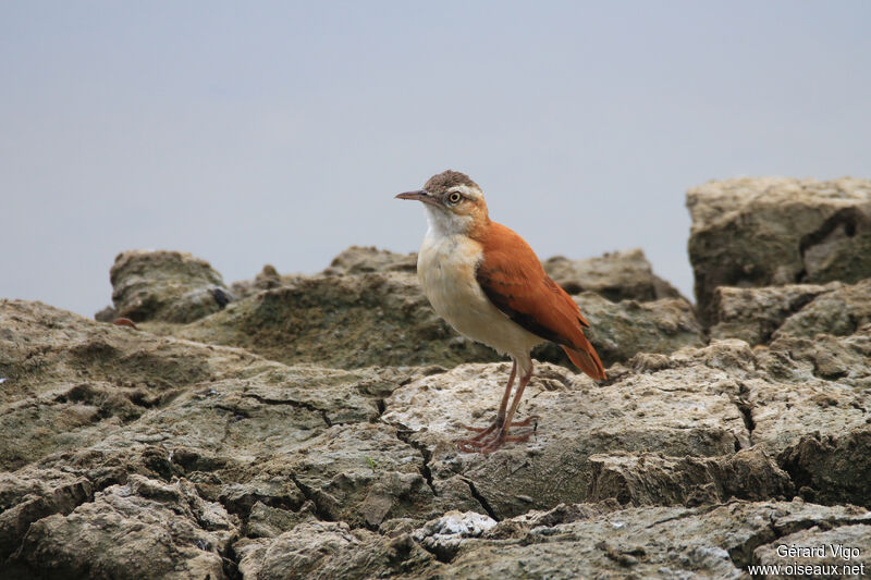 Pacific Horneroadult