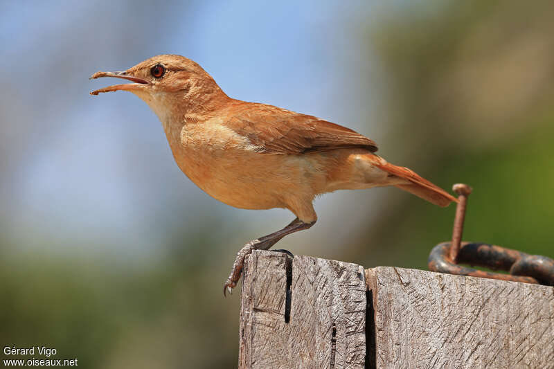 Rufous Horneroadult, Behaviour